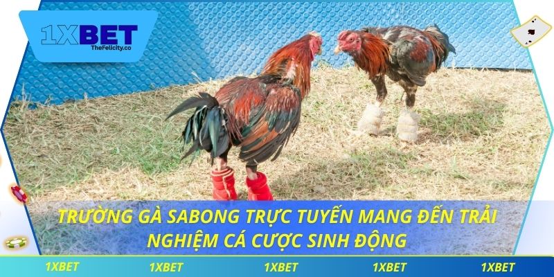 Trường gà sabong trực tuyến mang đến trải nghiệm cá cược sinh động